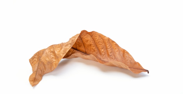 Autumn of brown dry leaf on white background. 