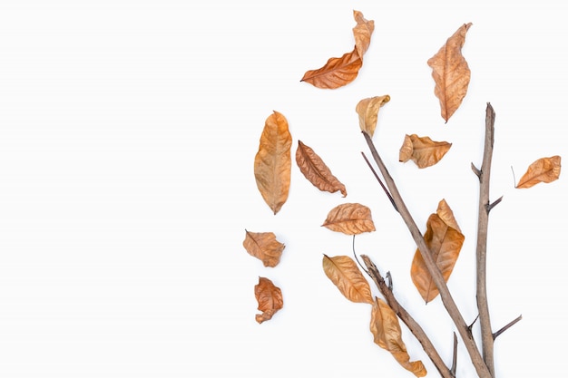 Photo autumn of brown dry leaf on white background.