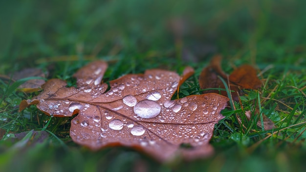 Autumn brown leaf in dew drops