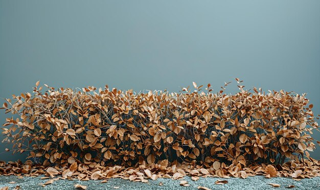 Photo autumn brown and white hedge next to a pile of leaves and against a gray background