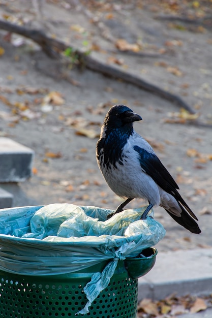 Autumn in Budapest, crow city park, cityscape