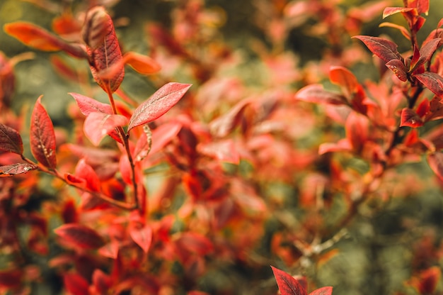 Autumn bush with blueberry leaves. vaccinium corymbosum leaves bright burgundy red color in the garden in fall. gardening and nature concept. natural beautiful colors of autumn