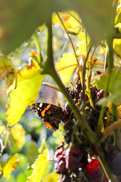 Осенняя бабочка Адмирал в саду