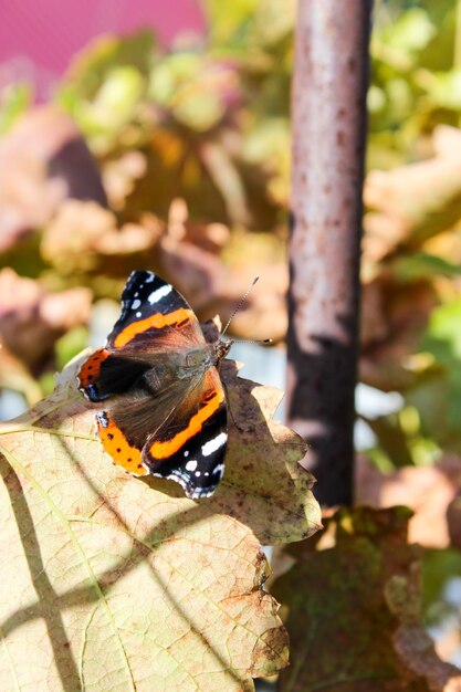 사진 정원에서 가을 나비 제독