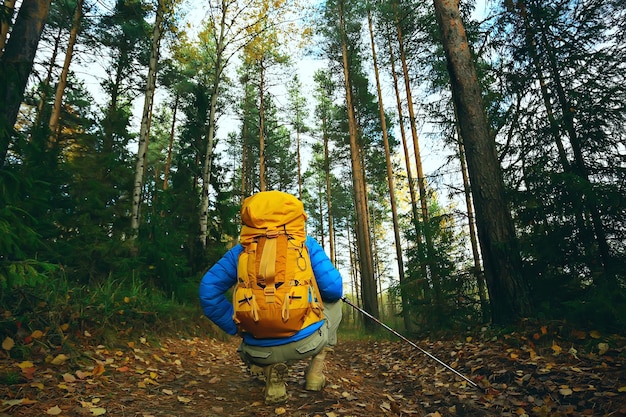 autumn camping in the forest, a male traveler is walking through the forest, yellow leaves landscape in October.