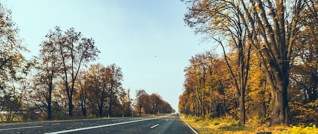 Autumn car travel concept trees with yellow leaves