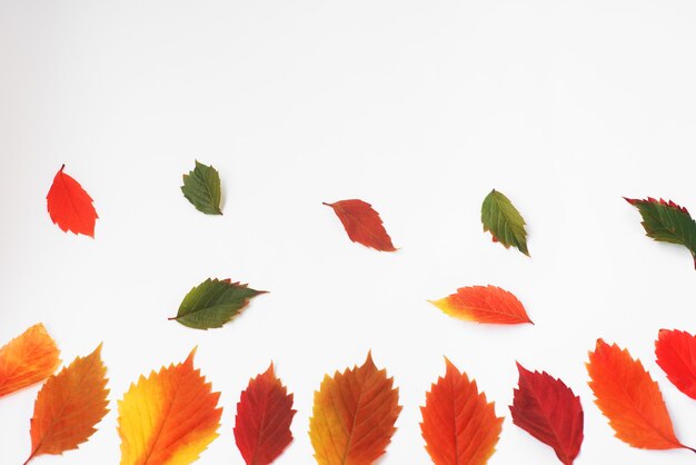 Осенняя открытка. Желтые, яркие листья на белом фоне. Осенняя текстура из виноградных листьев разного цвета