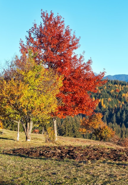 Осеннее карпатское село Украина