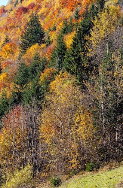 Осенние Карпаты Украина