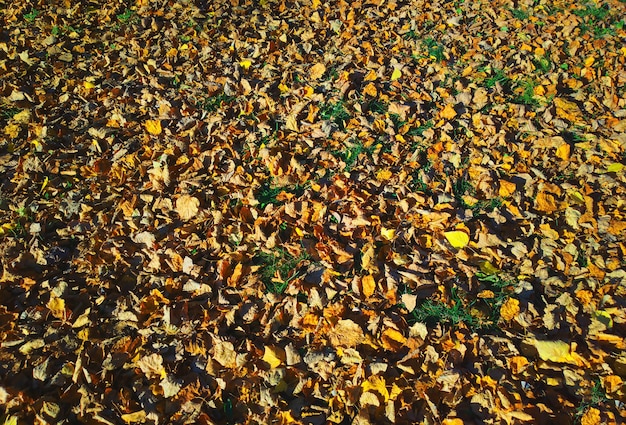 Autumn carpet of orange leaves background