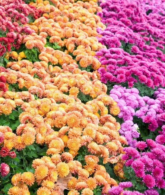 Autumn  chrysanthemum flower bad