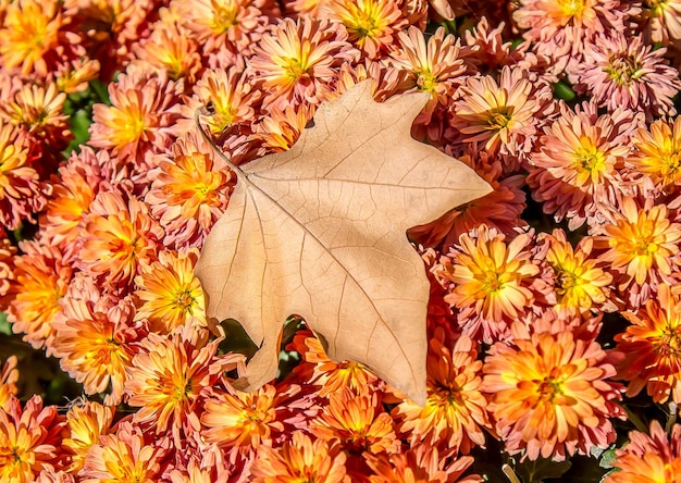 公園の秋のクリスアンテマの花が背景となっている