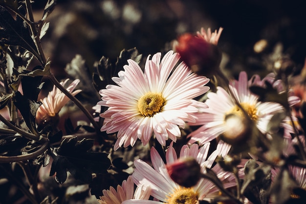 Autumn chrysanthemums on a dark background.