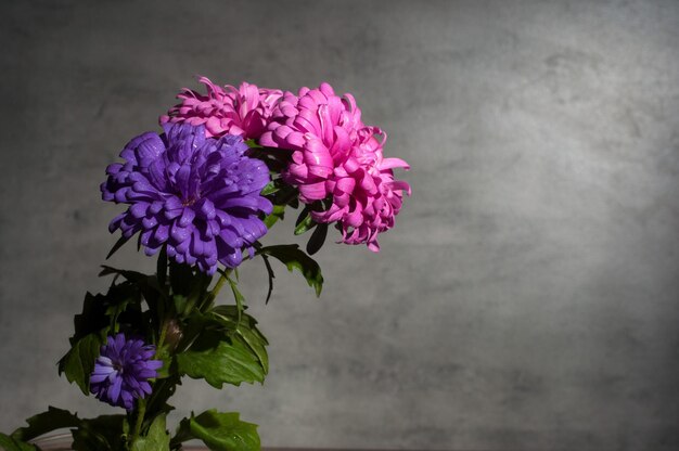 Autumn chrysanthemums on gray background