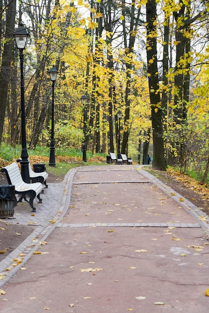 Autumn in city park Colorful leaves in sun light Empty bench near the tree