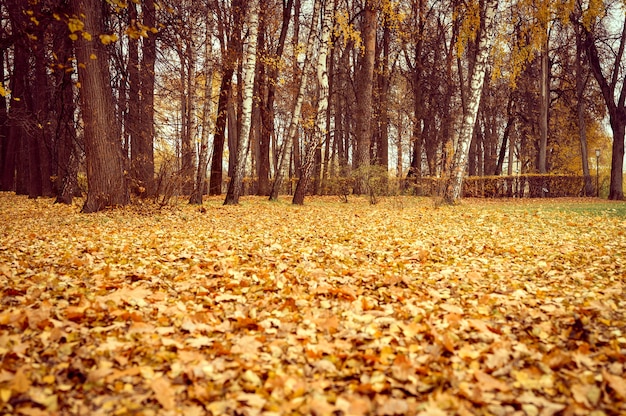 Parco cittadino autunnale o foresta, alberi autunnali e fogliame giallo arancione caduto a terra