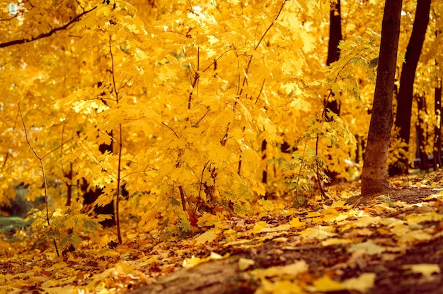 화창한 가을 날 가을 도시 공원이나 숲. 나무는 떨어지는 주황색 잎과 황량한 보도 또는 경로가 있는 단풍나무입니다. 좋은 날씨