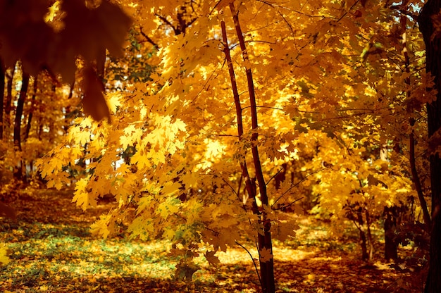 화창한 가을 날 가을 도시 공원이나 숲. 나무는 떨어지는 주황색 잎과 황량한 보도 또는 경로가 있는 단풍나무입니다. 좋은 날씨
