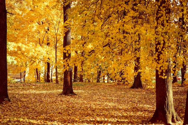 Autumn city park in sunny fall day. the trees are lindens with falling orange leaves and a deserted sidewalk or path. good weather