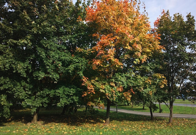 Autumn city park trees background