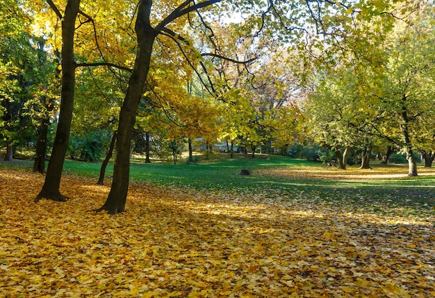 Autumn city park with  yellow leaves under trees.