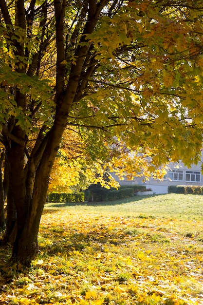 Autunno nel parco cittadino foglie gialle degli aceri