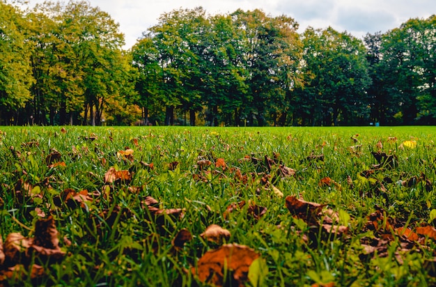 Autunno in un parco cittadino