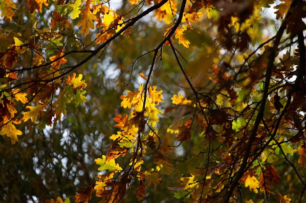 Foto autunno in città