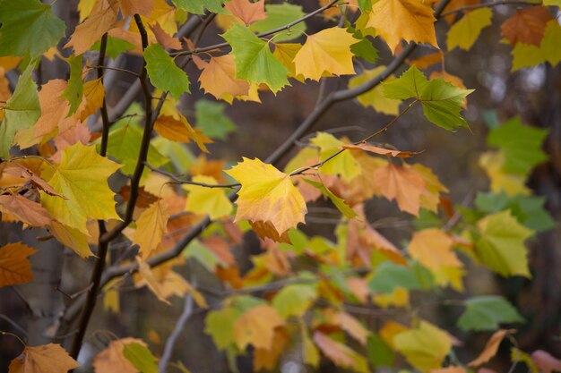 Photo autumn in the city