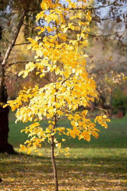 Foto autunno in città