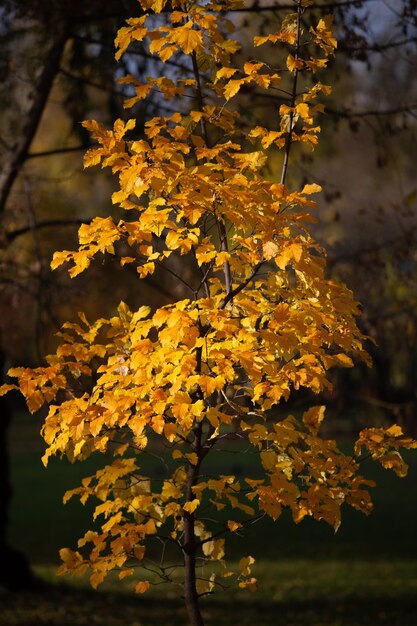 Photo autumn in the city