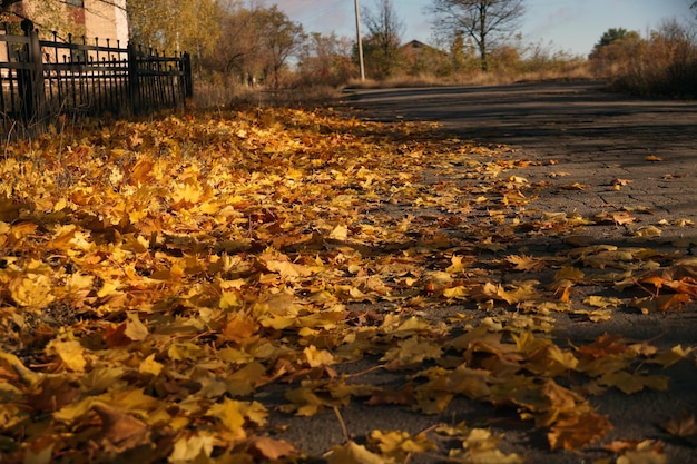 Autumn cityscape with yellow leaves