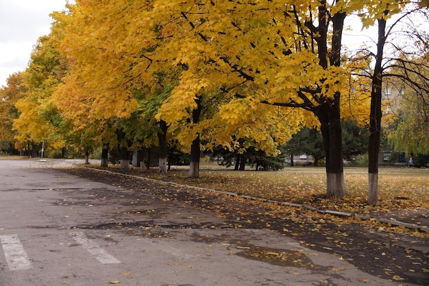 写真 黄葉の秋の街並み