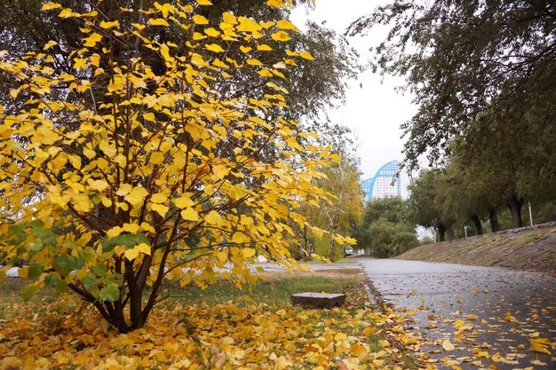 写真 黄葉の秋の街並み