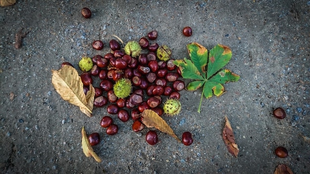 Autumn close up