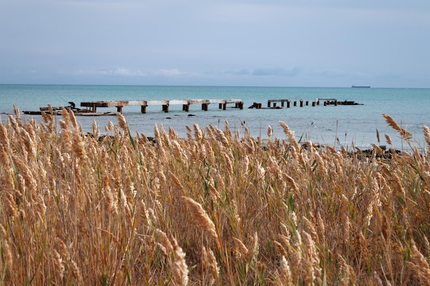 Autumn coast of the Caspian Sea Thickets of reeds Kazakhstan Aktau 09 October 2019 year