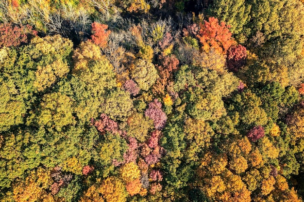 Autumn color forest Aerial view from a drone over colorful autumn trees in the forest