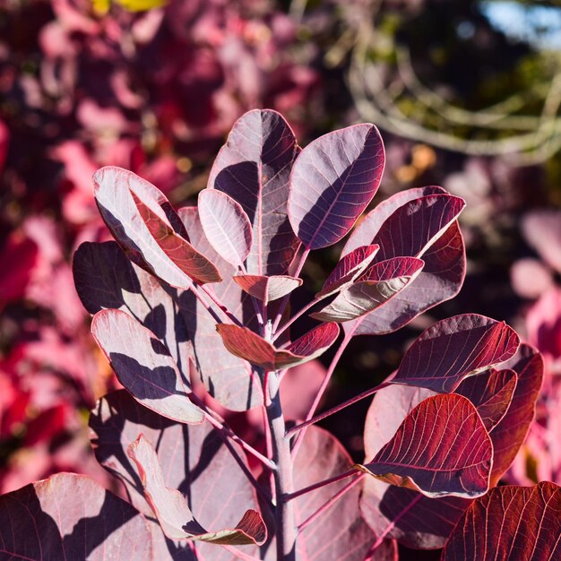 Photo autumn color leaves of cotinus coggygria