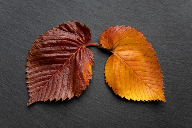 Autumn colored elm tree leaves as human lungs