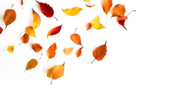 autumn colored fall leaf isolated on white background overlay texture