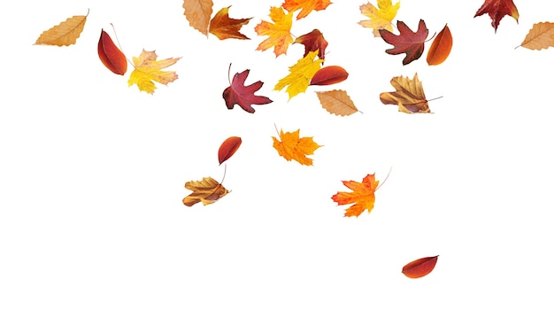 Autumn colored leaves falling down isolated on white background