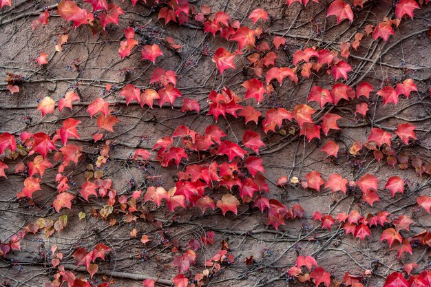 Осенние листья на стене