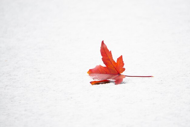 Autumn colored maple leaf on a frozen lake, snow in winter, lush and frost