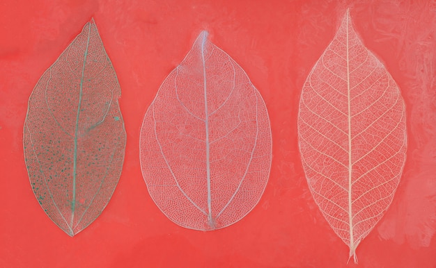 Autumn colored transparent leaves on a red background