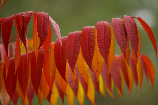 写真 秋の色の木と葉のルース・ティフィナ (rhus typhina)