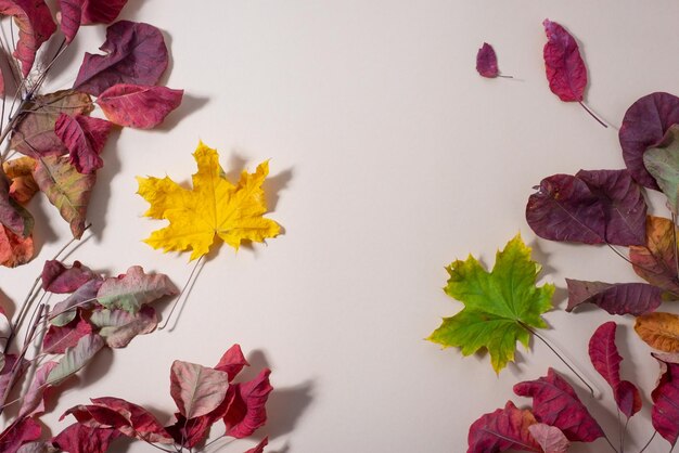 Autumn colorful background of leaves on a beige background Modern colors