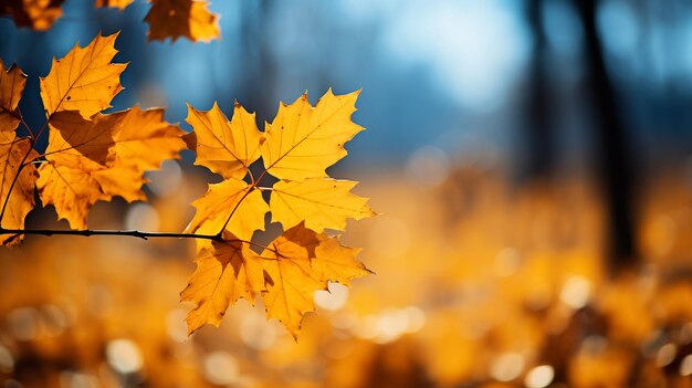 Autumn colorful bright leaves swinging in a tree