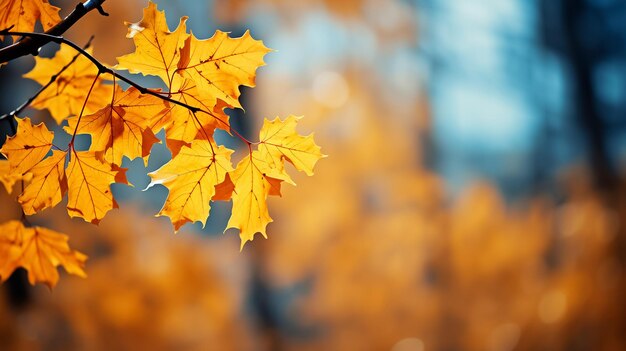 Autumn colorful bright leaves swinging in a tree