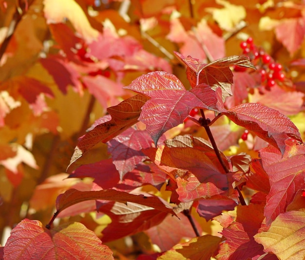 ガマズミの茂みの紅葉の秋のカラフルな色