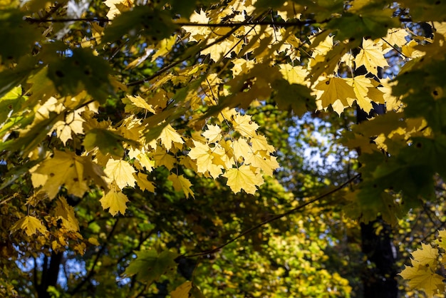 Autumn colorful foliage of maples during leaf fall